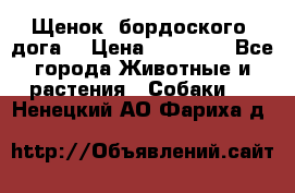 Щенок  бордоского  дога. › Цена ­ 60 000 - Все города Животные и растения » Собаки   . Ненецкий АО,Фариха д.